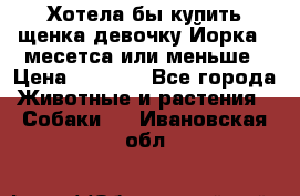 Хотела бы купить щенка девочку Йорка 2 месетса или меньше › Цена ­ 5 000 - Все города Животные и растения » Собаки   . Ивановская обл.